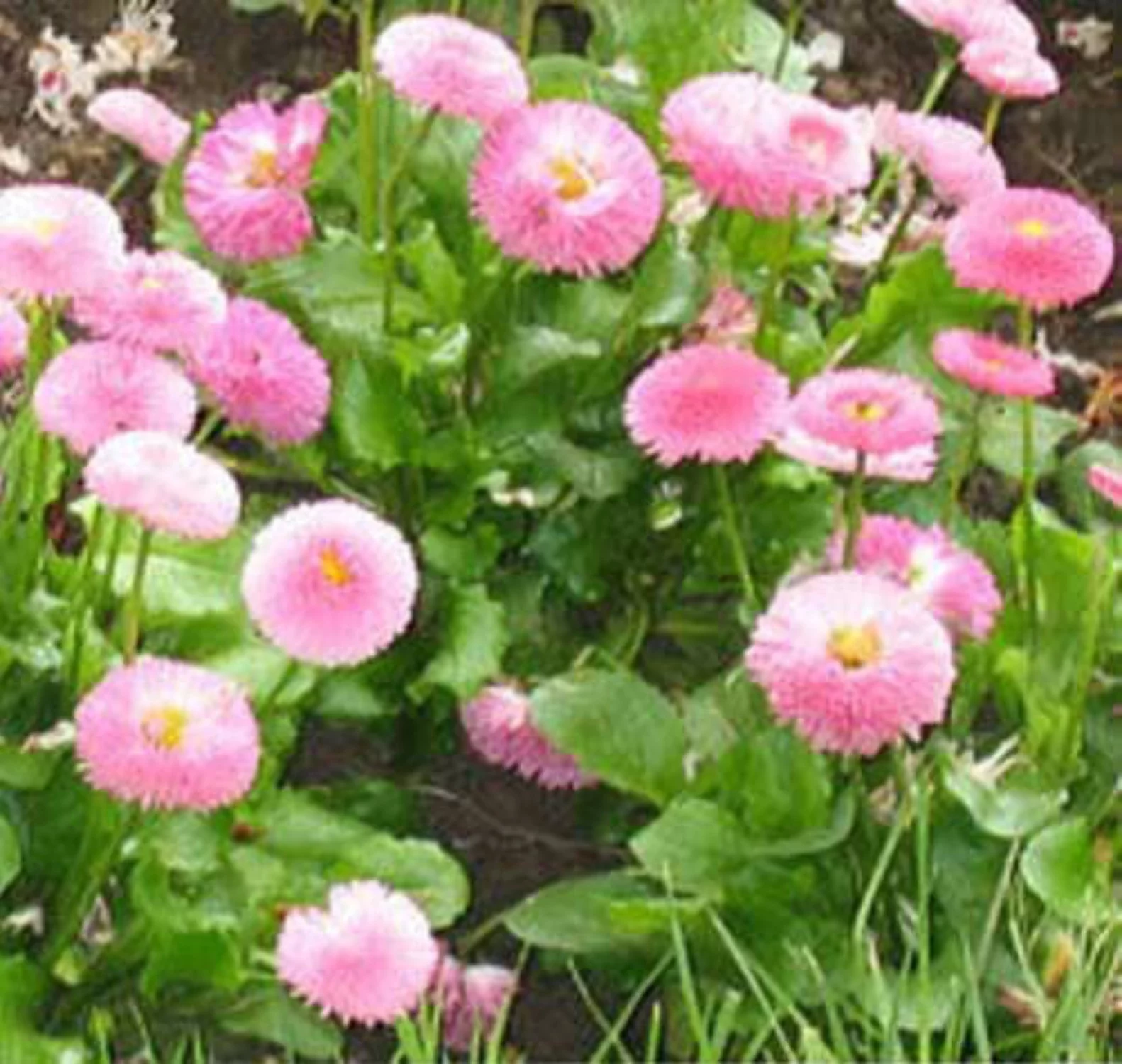 100 Strawberries & Cream ENGLISH DAISY Bellis Perennis Flower Seeds