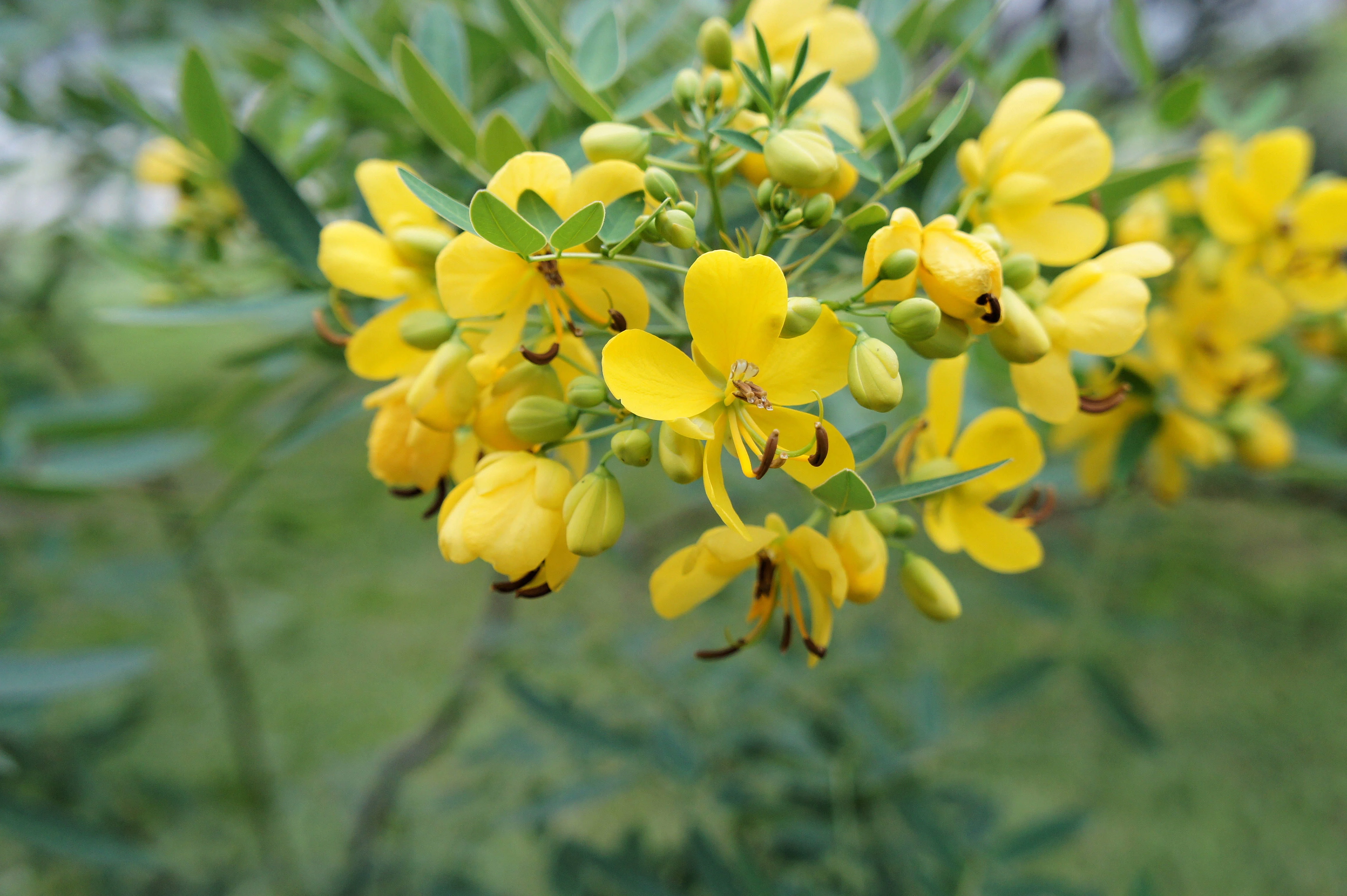 SEEDS ==Cassia siamea Kassod - 10 Tropical Tree Seeds- Sunny Yellow Blooms-Popcorn Scented Leaves-Serendipity Seeds