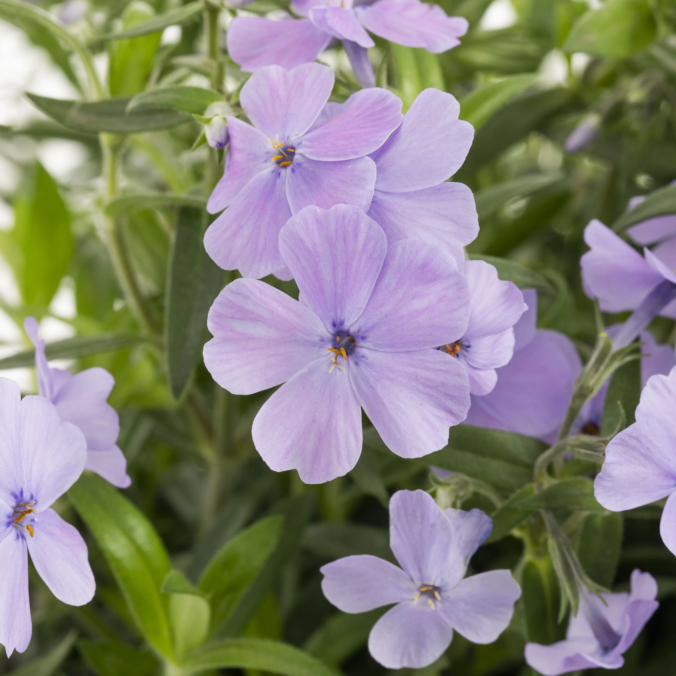 Better Homes & Gardens 2.5QT Purple Phlox Live Plants with Grower Pot