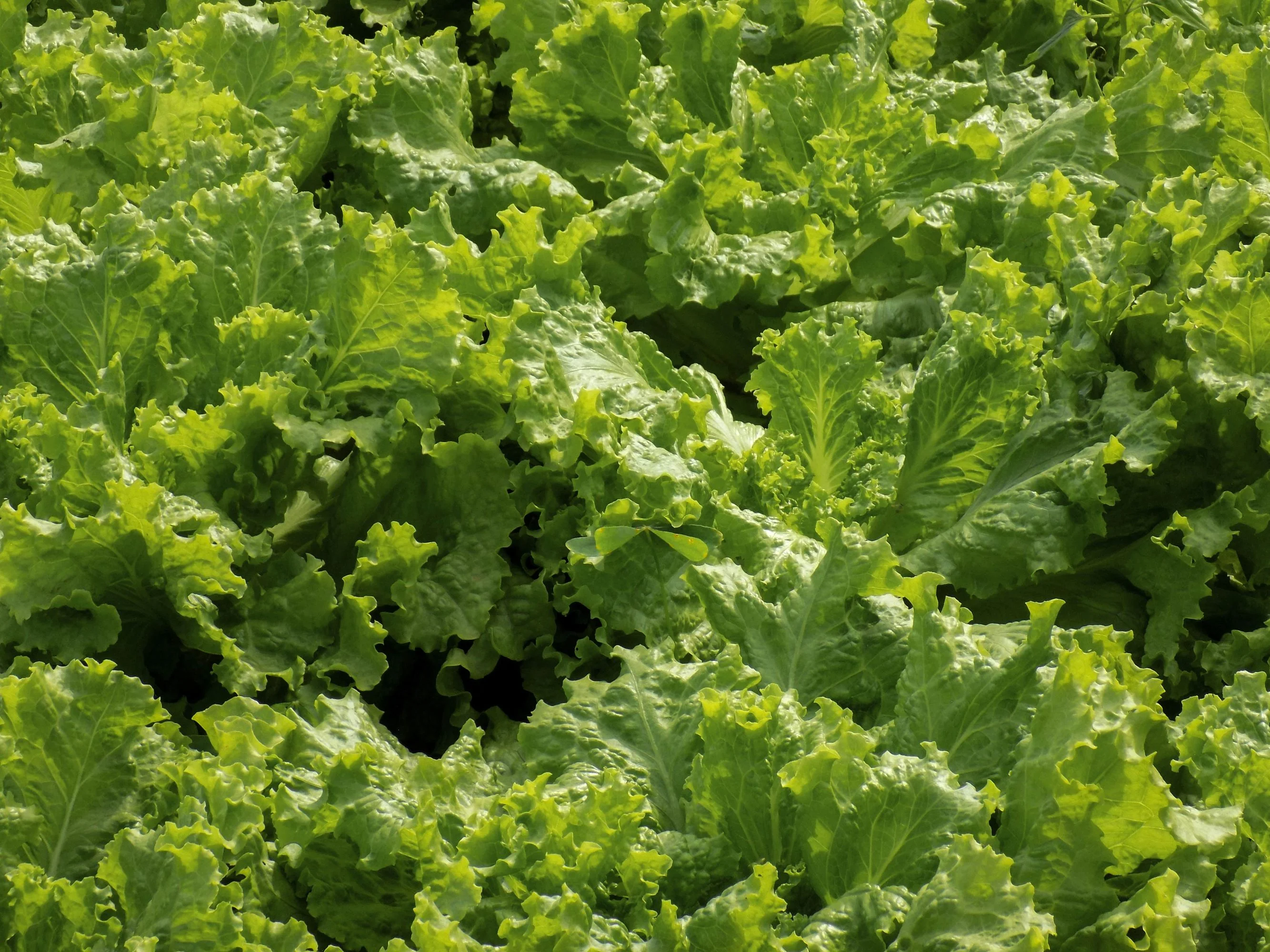 Green Ice Lettuce Seeds/ Annual/ Full Sun/ 500 Seeds 1/2 Gram/ Zellajake Farm and Garden - B296
