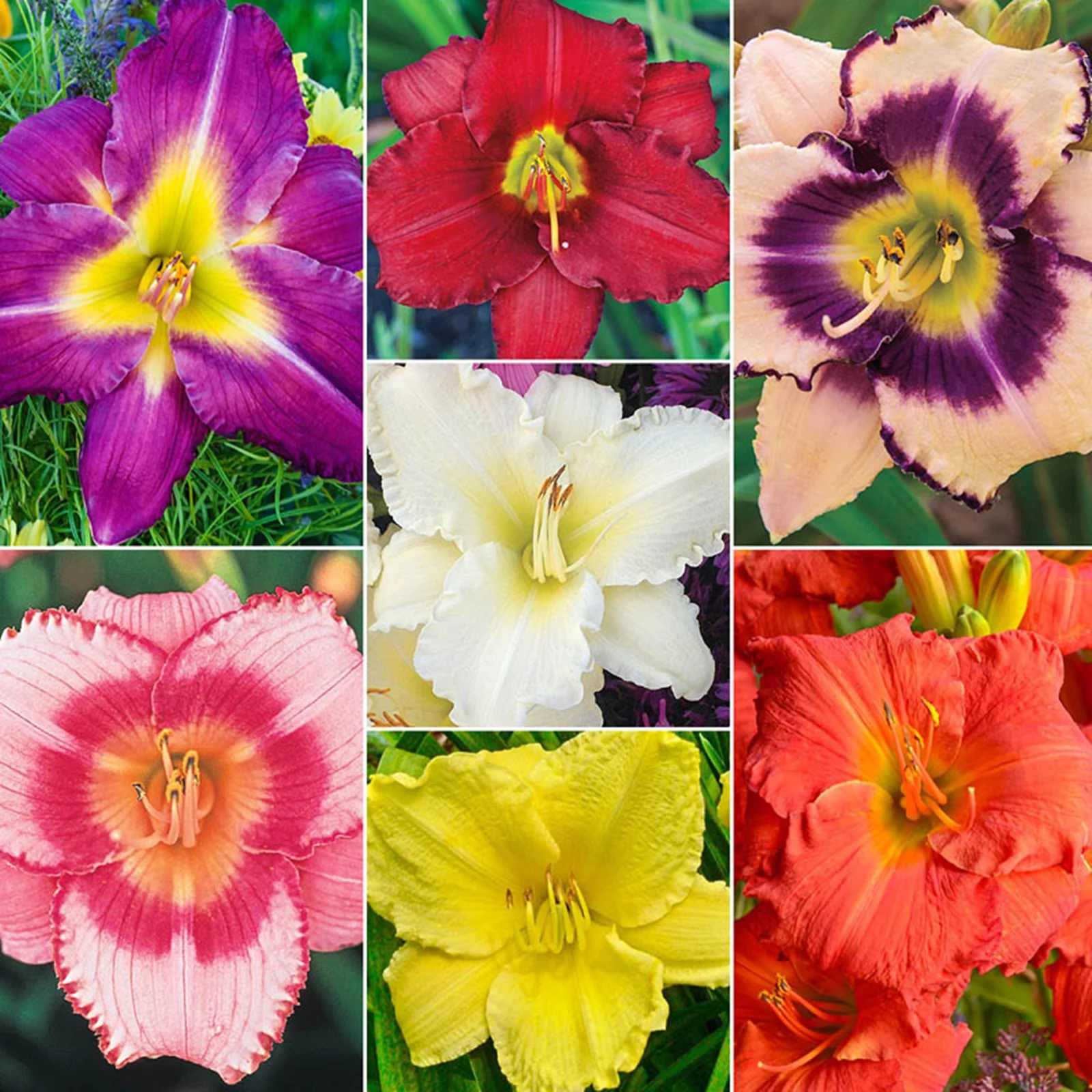 Daylily Bulbs, Hemerocallis Fulva,Vibrant Perennials,Stunning Flowers, Bloom Multiple Times,Large Flowers,Perennials Re-Bloomer,Convenient For Gardeners To Plant,Cold-Resistant,Hemerocallis Fulva