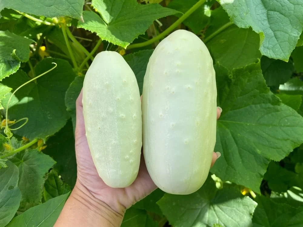 White Wonder Cucumber Seeds, 100 Heirloom Seeds Per Packet, Non GMO Seeds