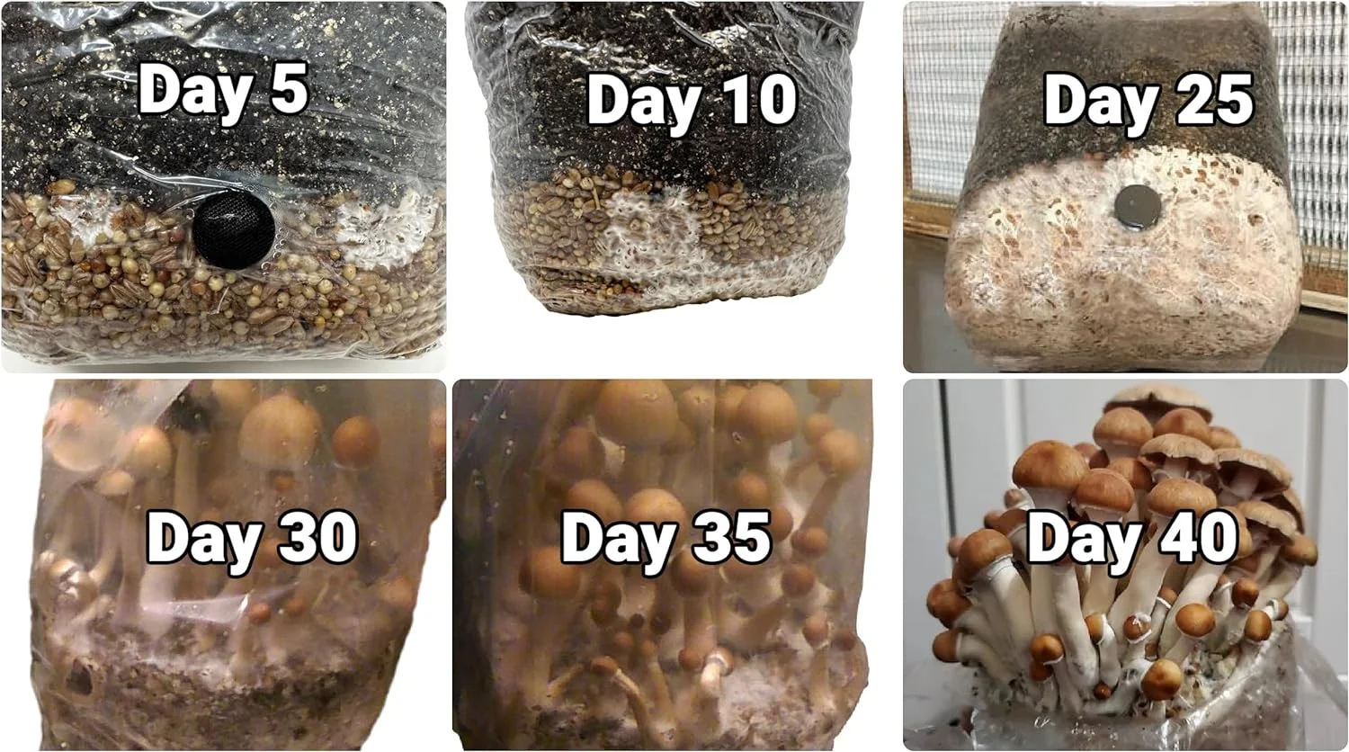 All in One Mushroom Grow Kit in a Bag with Sterilized Grains and Substrate (4 LBS)