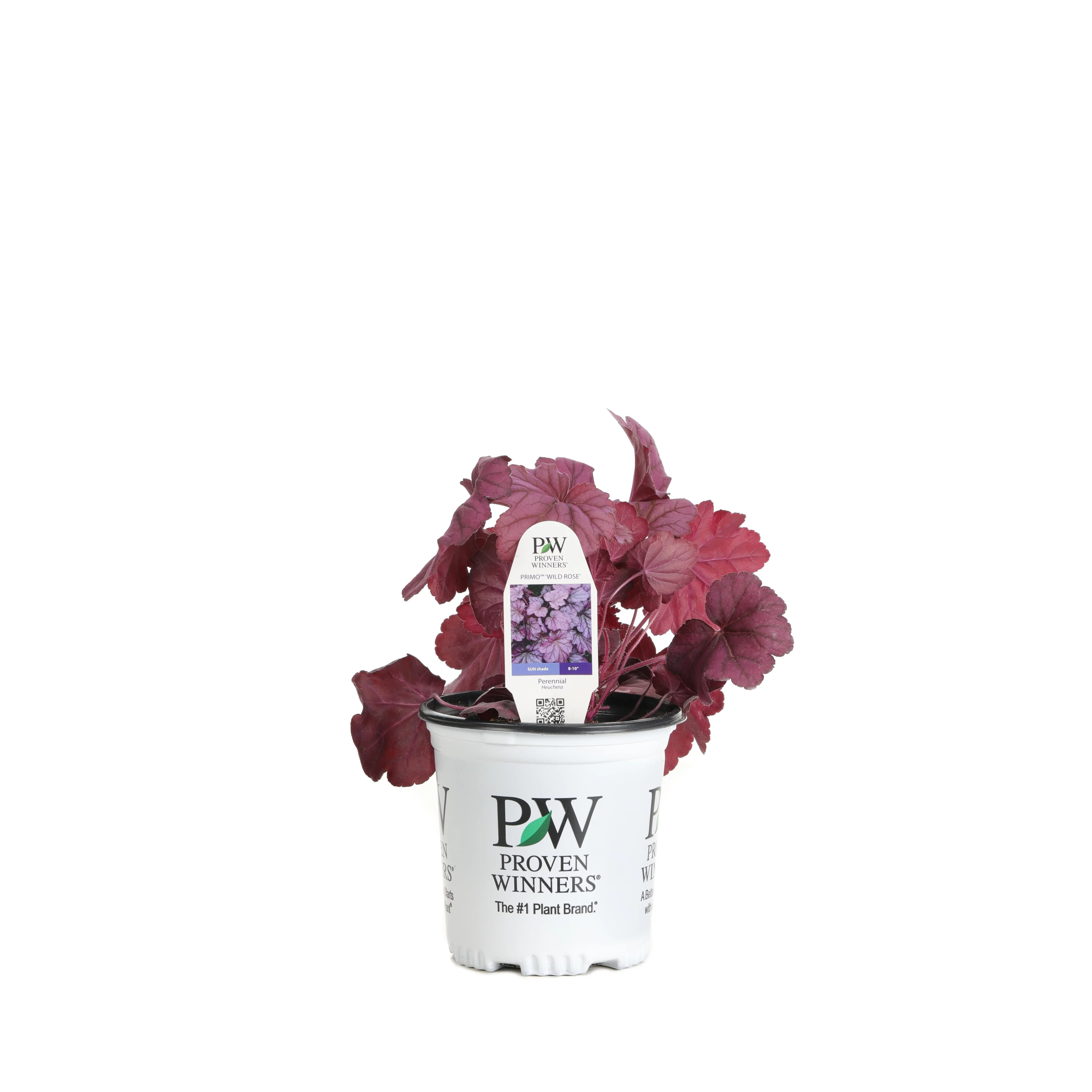 0.65 Gallon Primo Wild Rose Coral Bells (Heuchera) Live Plant, Pink/Purple Foliage