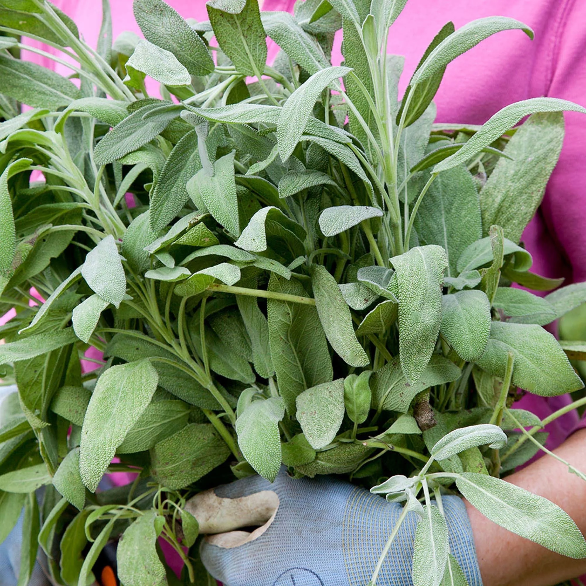 Bonnie Plants Garden Sage 2.32 qt.