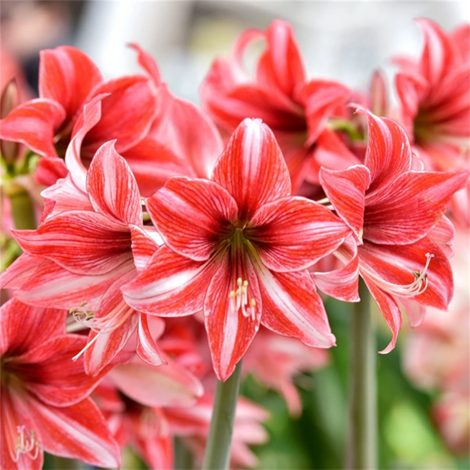 Amaryllis Bulbs, Perennial, Garden Single Flower, Amaryllis Plant,Amaryllis Bulbs, Are A Excellent Choice For Gardeners, Beautiful Large Flowers,Amaryllis Bulbs For Plant, Bright Flowers,Bright Bulbs,