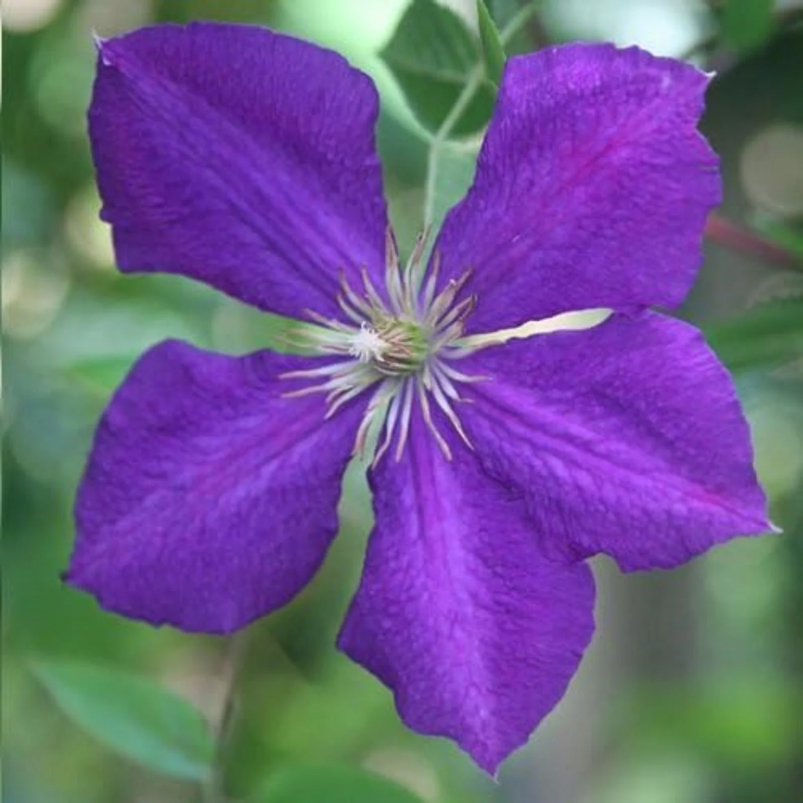 Clematis Bulbs,Clematis Flowers For Planting,Clematis Plants,Clematis Root Pot Plants Outdoor,Clematis Vine Plants Live Shade,Pretty,Clematis Bulbs For Sale.