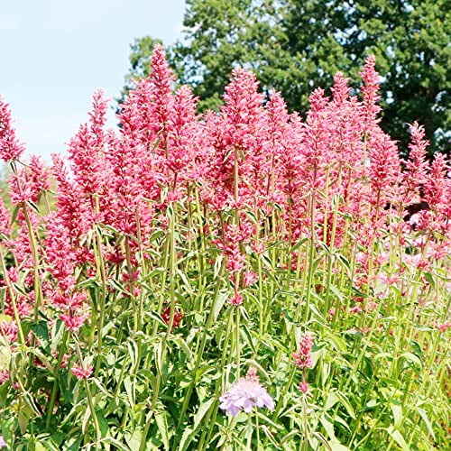 Hummingbird Mint Seeds Agastache Heather Queen Fragrant Deer & Drought Resistant Attracts Hummingbirds Low Maintenance Rock Garden Bed Border Outdoor 60Pcs Flower Seeds by YEGAOL Garden