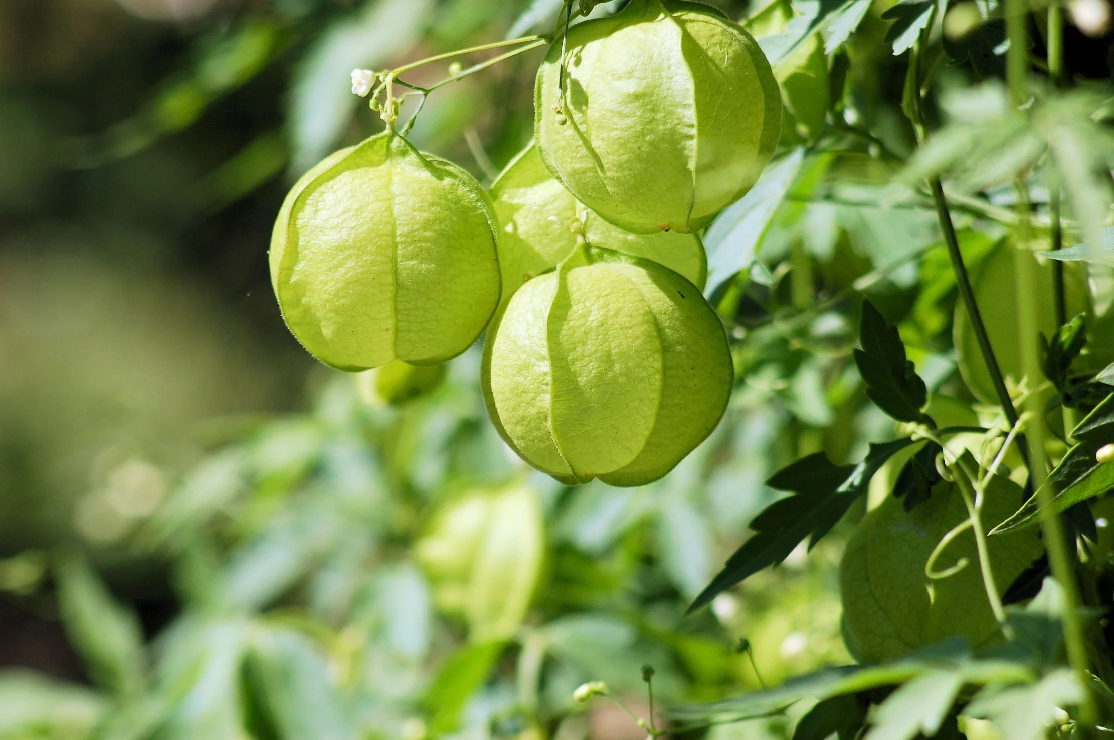 SEEDS  = Balloon Vine -Love in a Puff - 10 Seeds-Tropical Flower -Yellow-White Blooms - Annual -Perennial