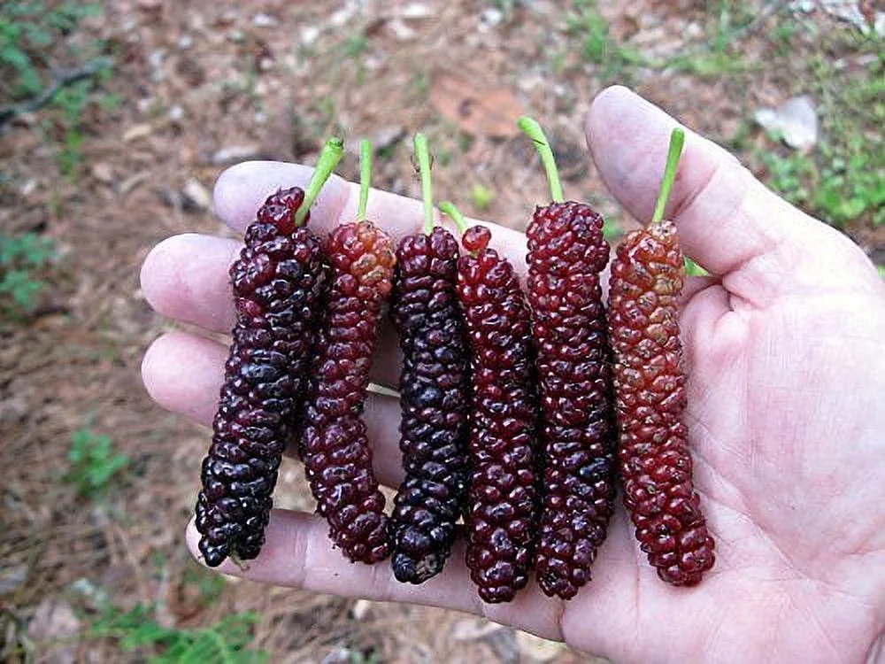 Pakistan Long Mulberry Tree - Live PLant - Long Mulberry Tree