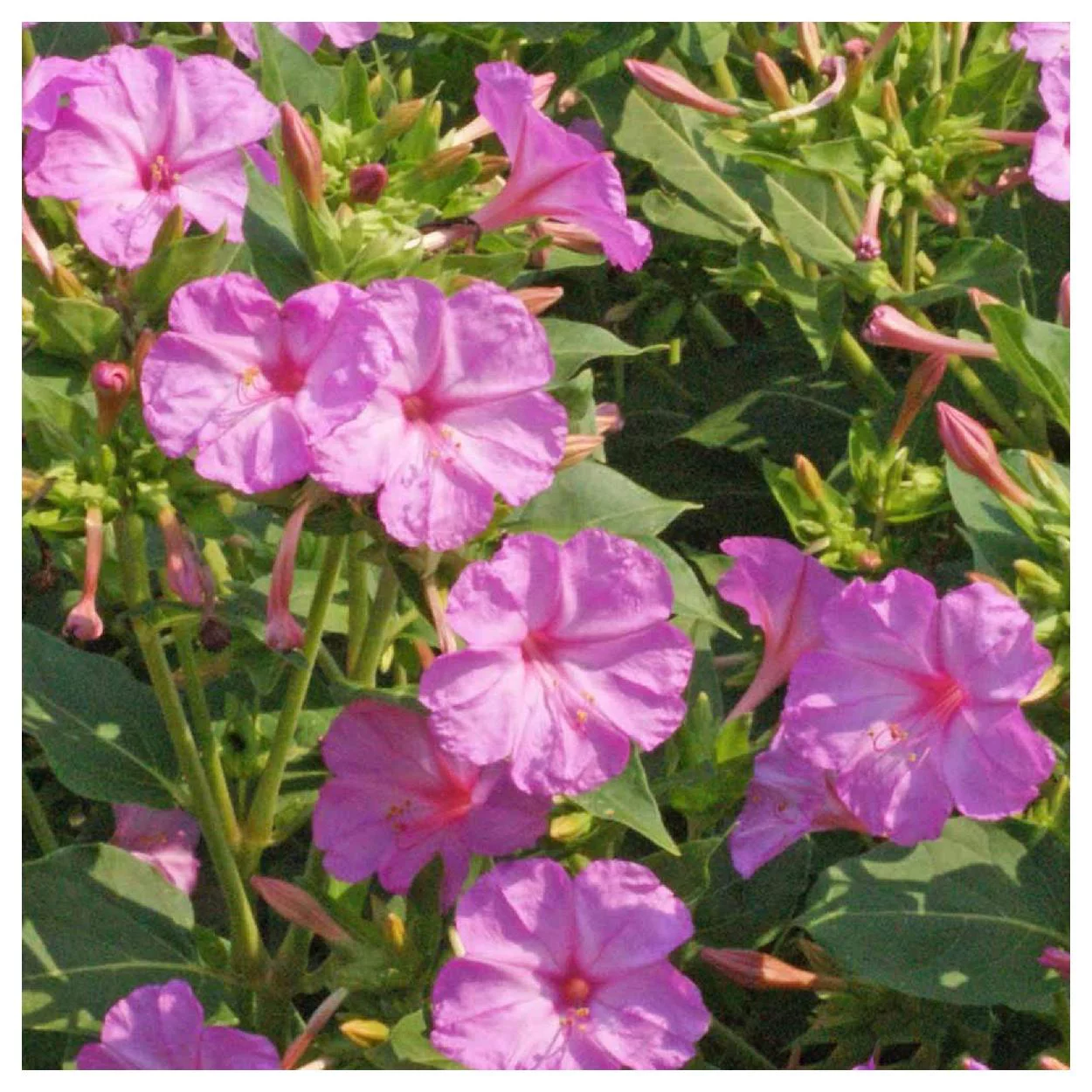 Everwilde Farms - 50 Pink Four O Clock Garden Flower Seeds - Gold Vault Jumbo Bulk Seed Packet