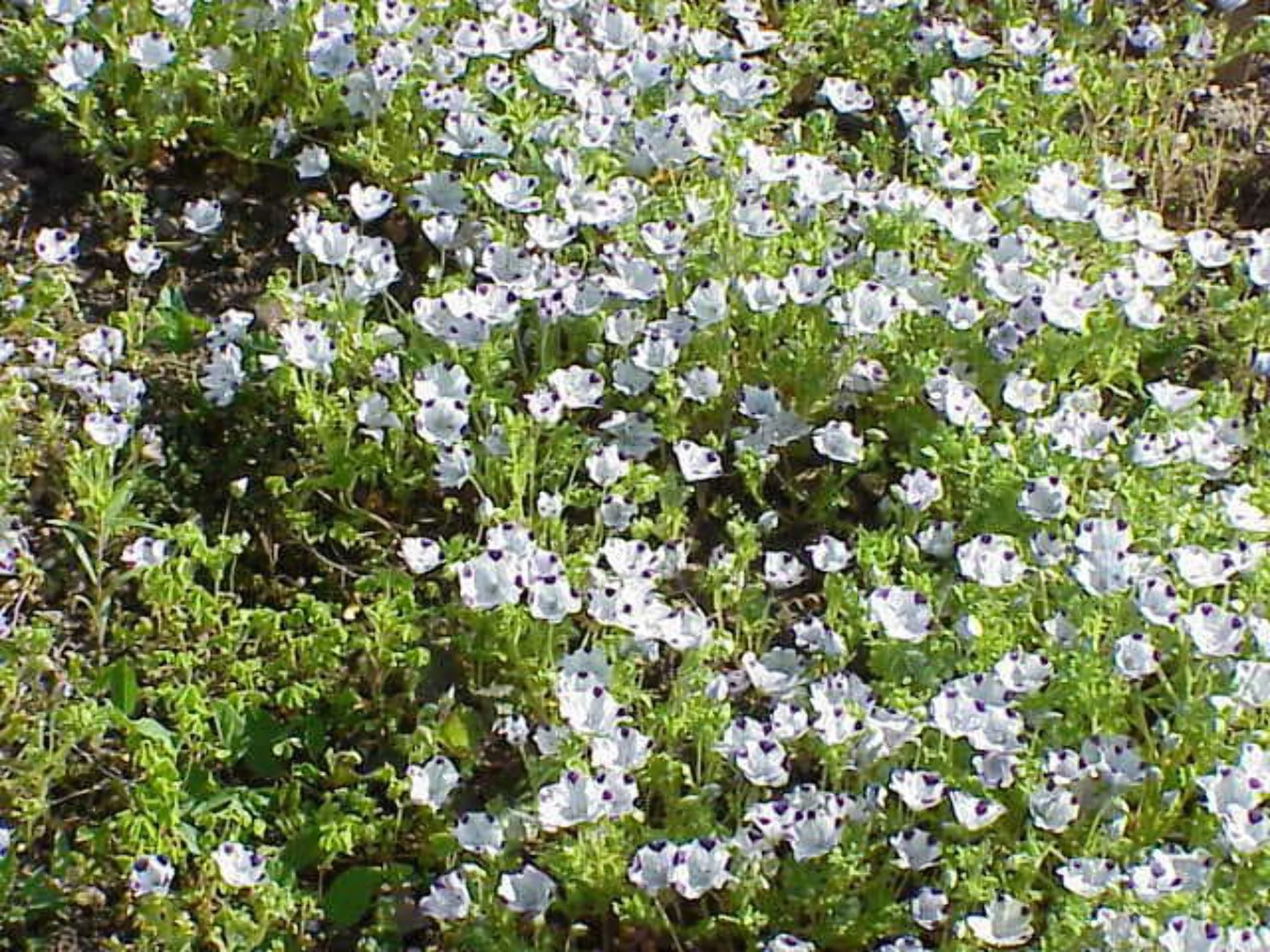 750 FIVE SPOT Nemophila Maculata White & Purple Flower Seeds