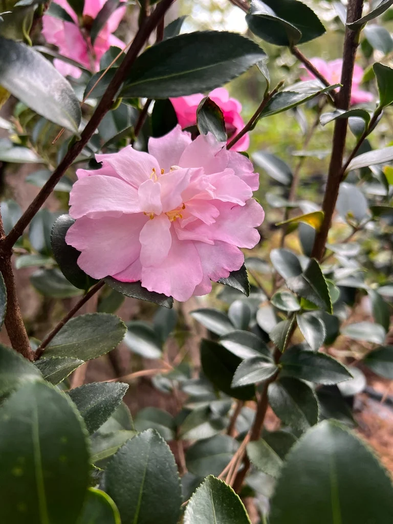 Pixies Gardens Camellia Pink Snow 1 Gallon
