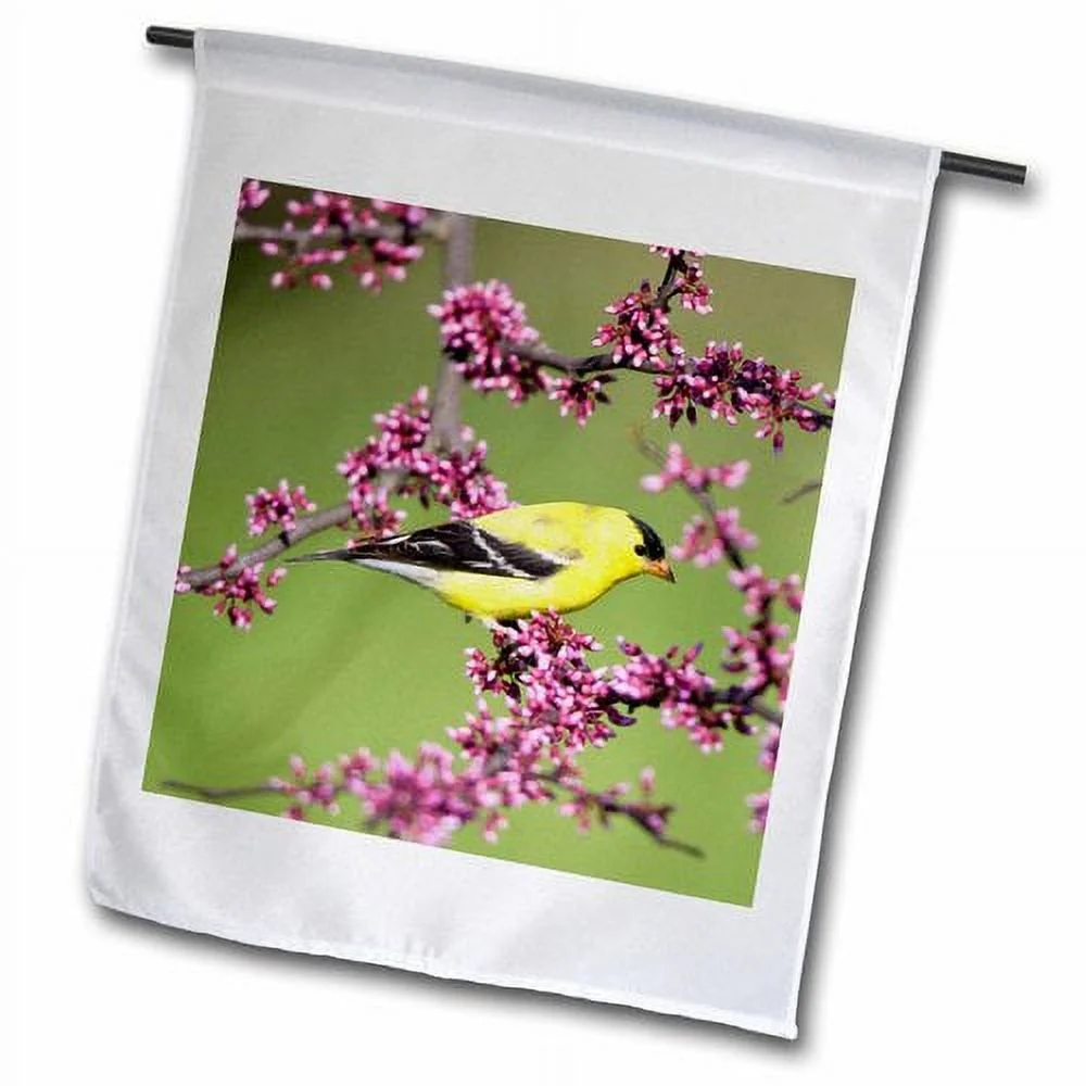 3dRose American Goldfinch Male in Eastern Redbud, Marion, Illinois, USA. - Garden Flag, 12 by 18