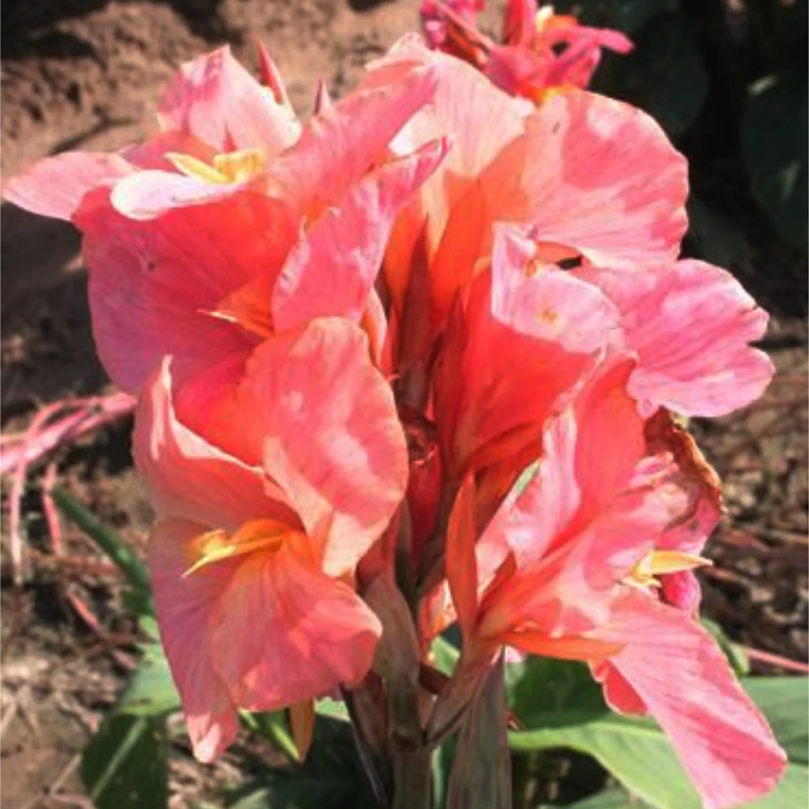 Canna lily bulbs for planting outdoors-Canna lily bulbs for planting-Canna lily roots-Canna bulbs for sale