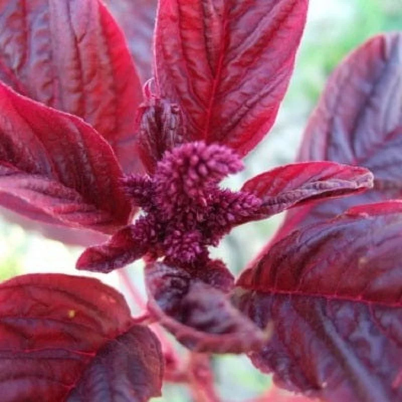Amaranth Seeds - Red Garnet - 1 Pound -  Vegetable Seeds,  Open Pollinated Seed  Easy to Grow & Maintain, Culinary