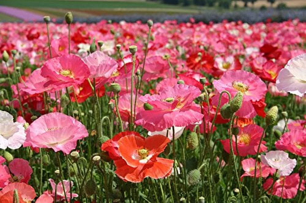 Shirley Single Mix Poppy Flower Seeds, 3000 Heirloom Flower Seeds Per Packet, Non GMO Seeds