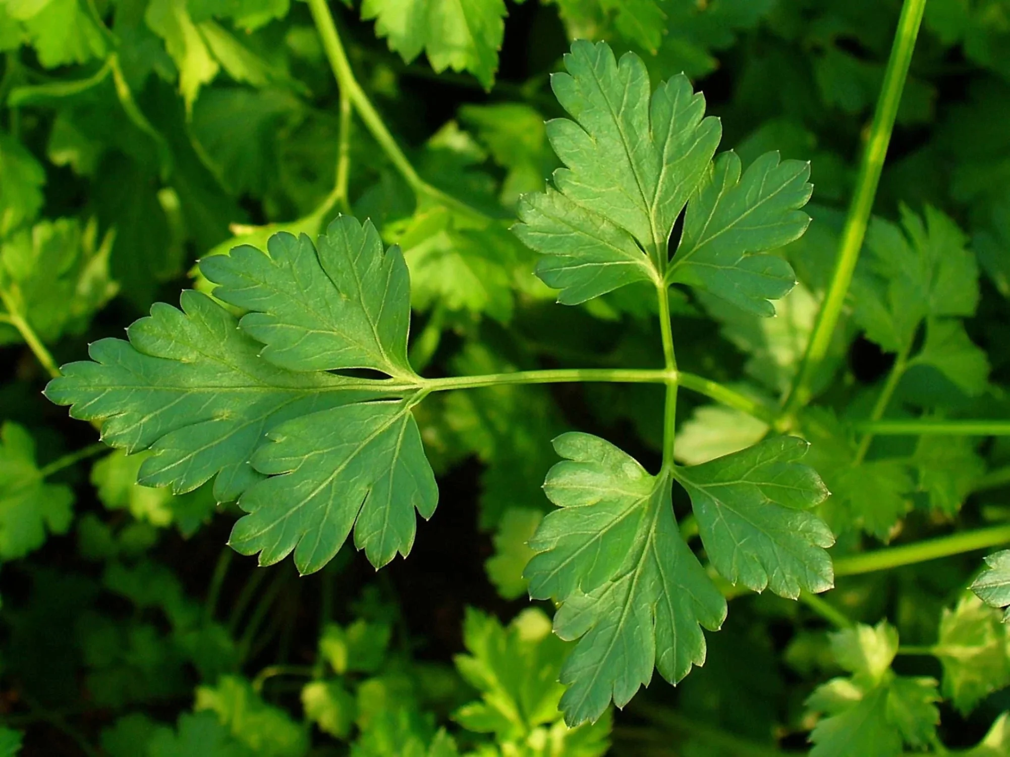1500 FLAT LEAF PARSLEY Seeds Petroselinum Crispum Plain Single Italian Parsley Seeds