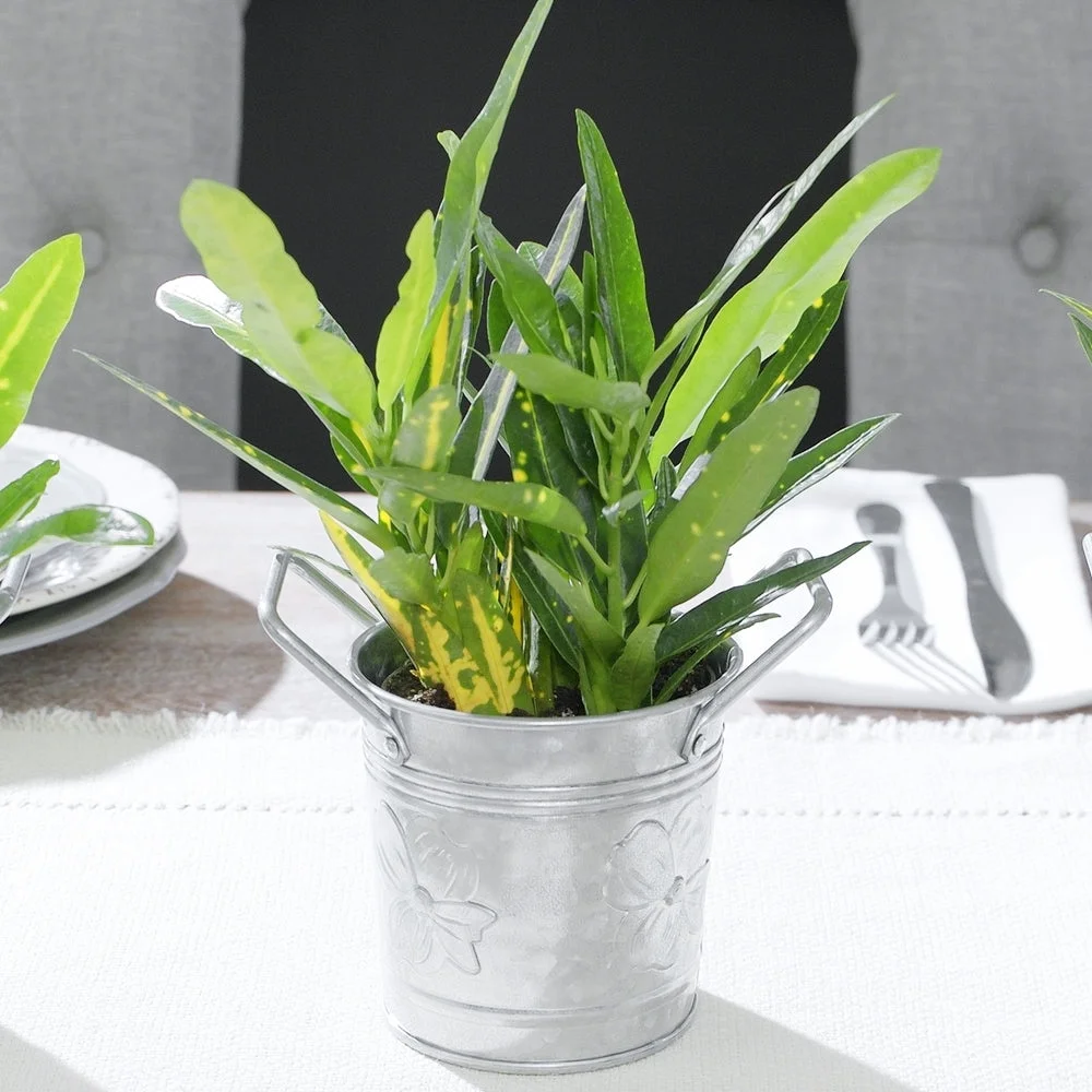 Walford Home 4 inch Galvanized Flower Pots with Handles, Set of 3 (Silver)