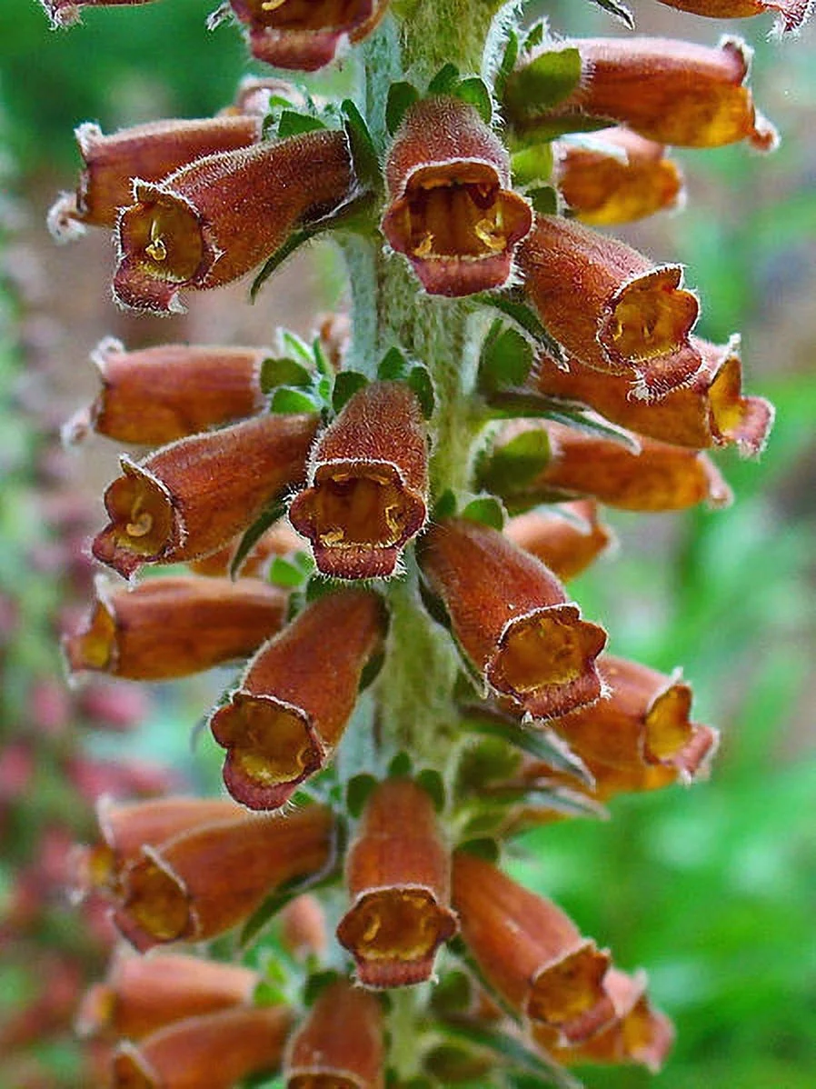 20 MILK CHOCOLATE FOXGLOVE Spanish Digitalis Parviflora Red Brown Flower Seeds