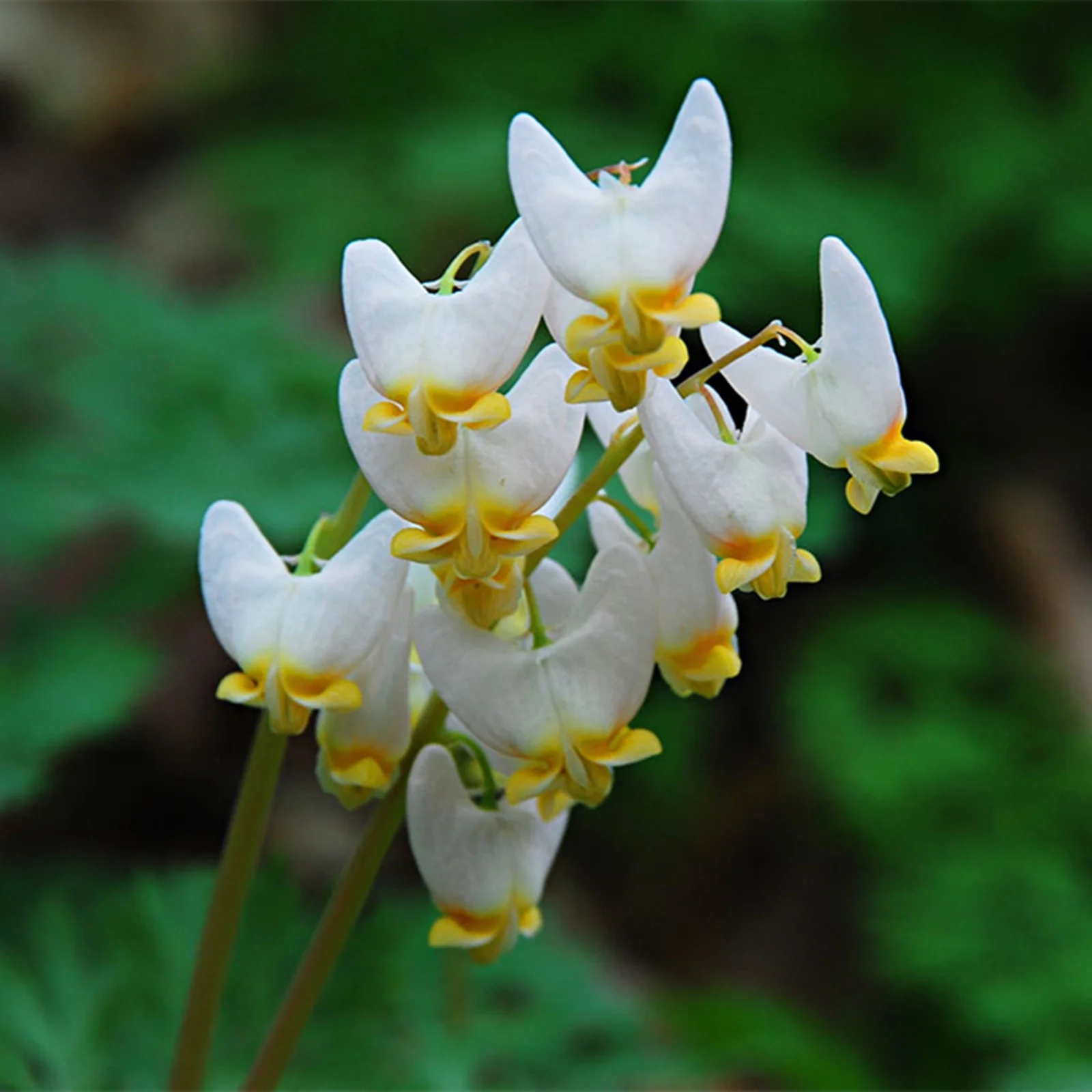 Bleeding Hearts Bulbs,Bleeding Hearts Flowers,Bleeding Heart, Love Heart,Bleeding Hearts bulbs For Sale
