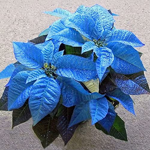CHUXAY GARDEN Blue Poinsettia-Euphorbia Pulcherrima,Christmas red, Christmas Flowers 100 Seeds Holiday Plants Wildflower Low-Maintenance