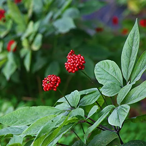 Korean Ginseng Seeds Panax Ginseng Perennial Health Benefits Garden Beds Outdoor Border 25Pcs Herb Seeds by YEGAOL Garden