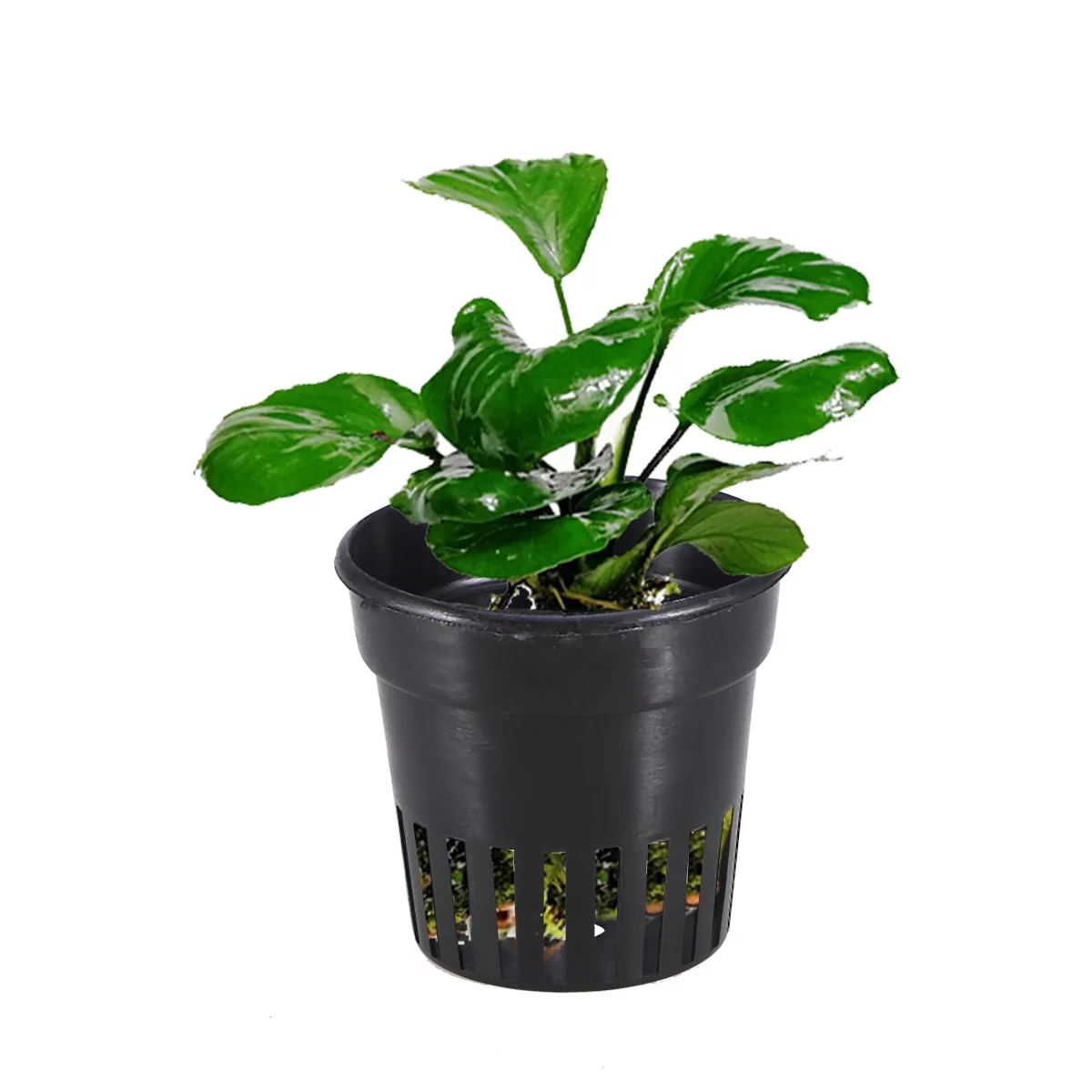 Hydroponic Pots and Containers Garden Netting Aquatic Plant Basket Water Baskets Cups Nursery Hydroponics