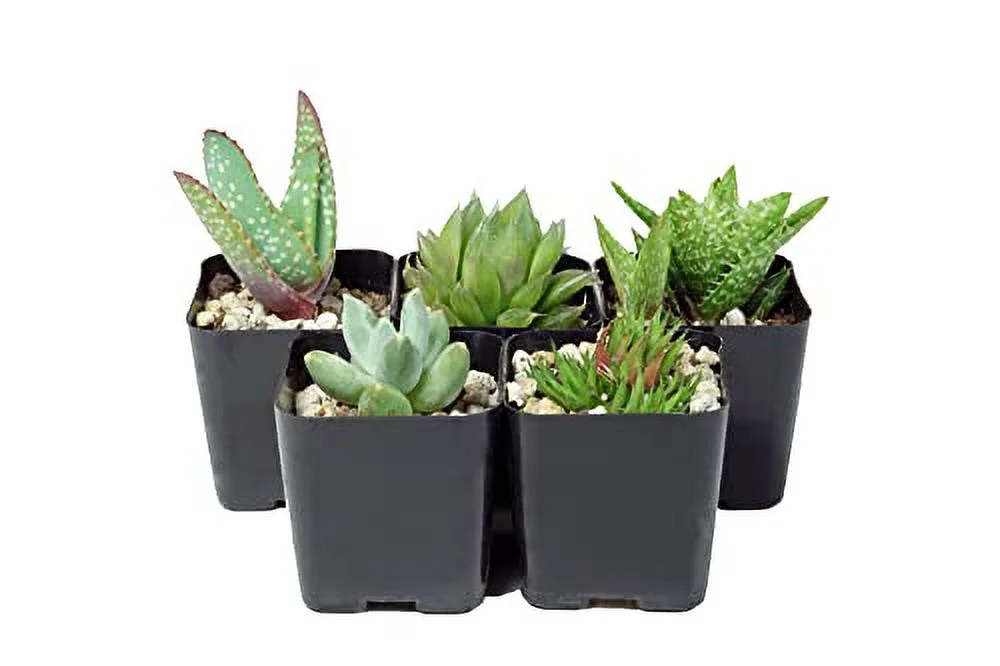 The Hydroponic City 2 Inch Black Square Nursery Pots for Starting Seedlings, Succulents, or Cacti - 2