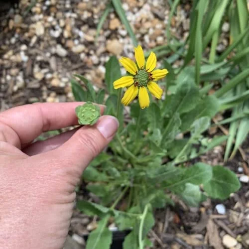 CHUXAY GARDEN 10 Seeds Berlandiera Lyrata,Chocolate Flower, Chocolate Daisy,Lyreleaf Greeneyes Smelling Like Chocolate Showy Perennial Wildflower Long Bloom Time