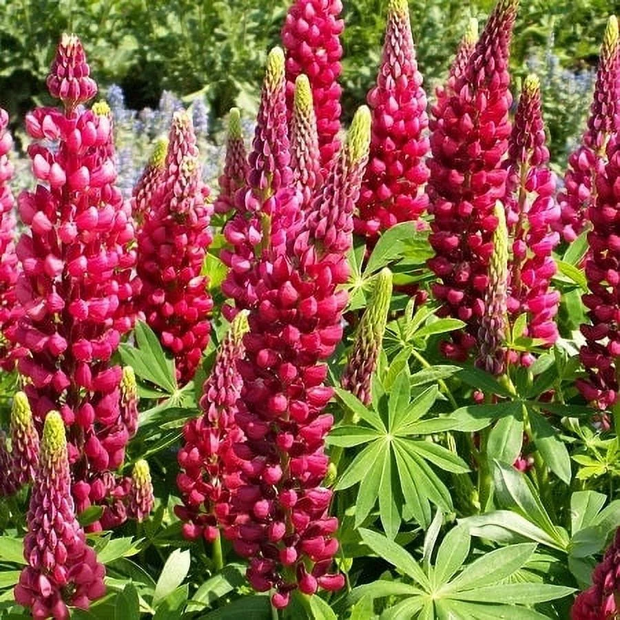 Russell Lupine Seeds - My Castle - Packet - Red Flower Seeds,  Heirloom Seed  Attracts Bees, Attracts Butterflies, Attracts Hummingbirds, Attracts Pollinators, Easy to Grow & Maintain, Fragrant