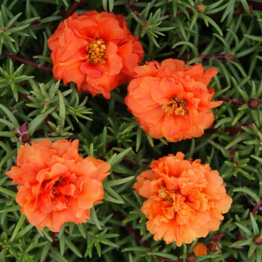 Drought Tolerant Orange Moss Rose Orange Portulaca Ground Cover Plant Seeds - 10000 Seeds