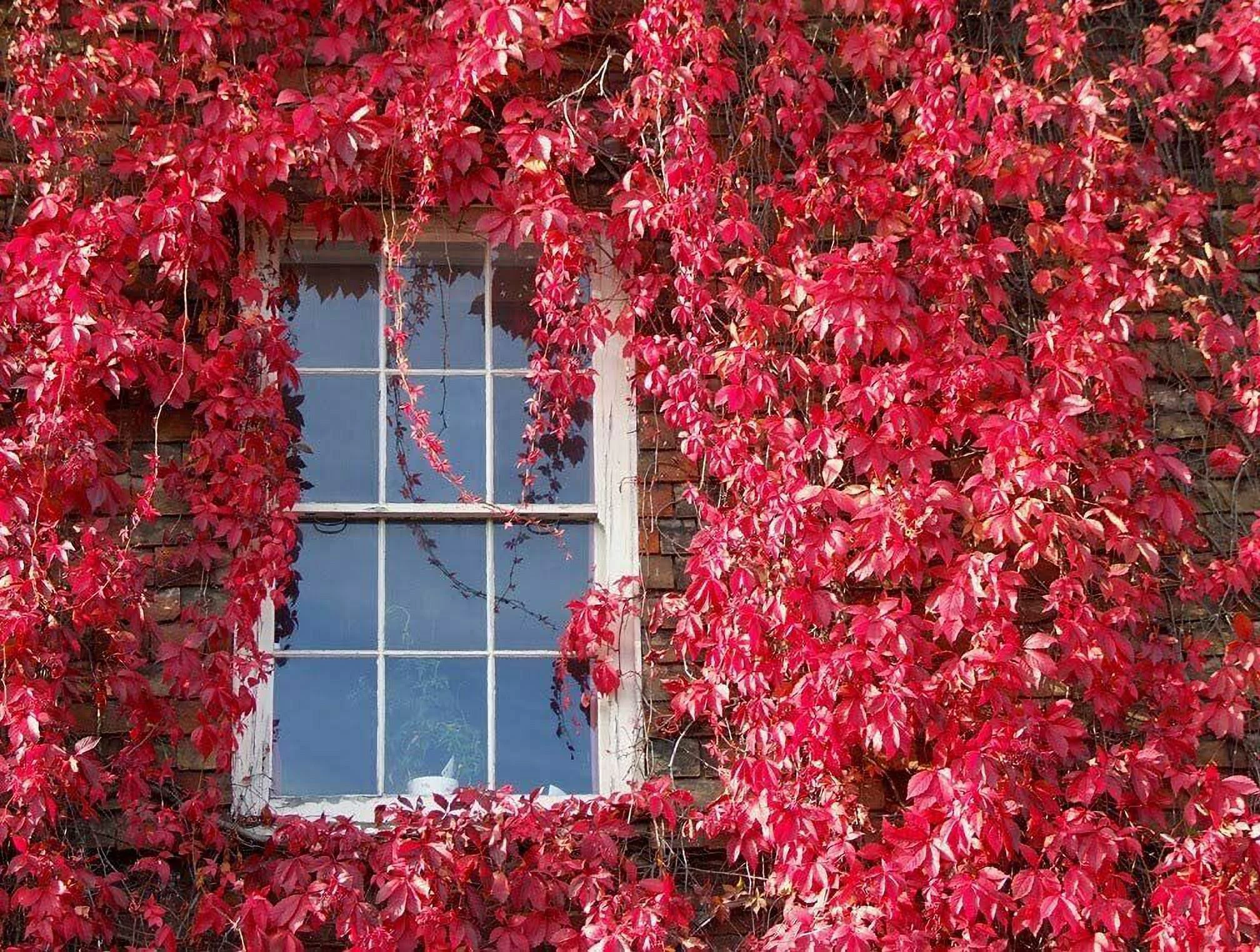 25 Virginia Creeper Seeds Parthenocissus quinquefolia