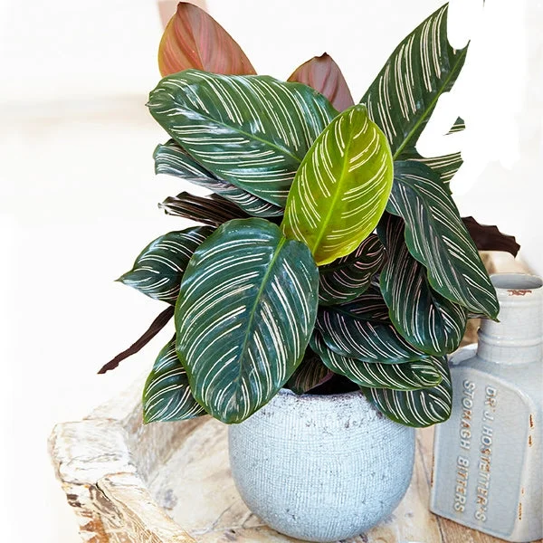 Brighter Blooms - Calathea Ornata, 6 inch - No Shipping To AZ