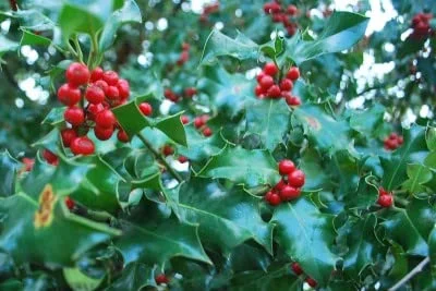 30 English Holly Seeds for Planting - Ilex aquifolium - Christmas Holly