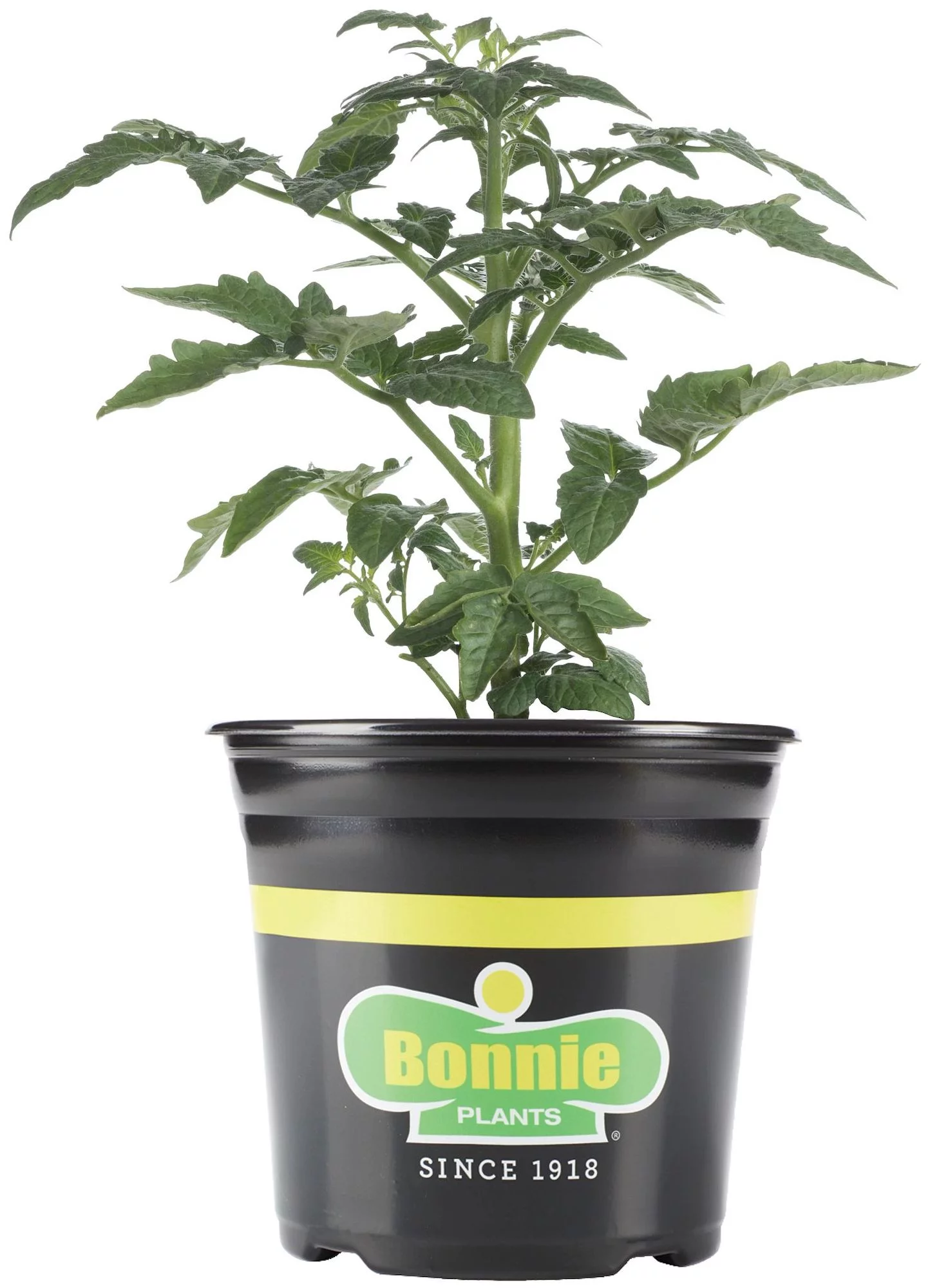 Bonnie Plants Celebrity Tomato 2.32 qt.