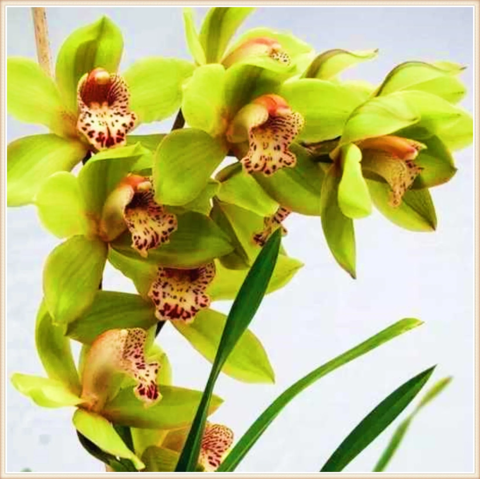 Cymbidium Bulbs For Sale Cymbidium Bulbs Bulk Cymbidium Plants Cymbidium Bulbs For Palting Cut Flowers Bonsai Plant