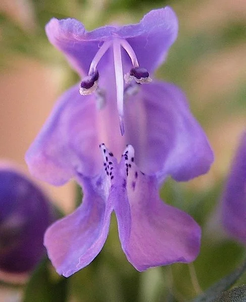 50 Purple False Dragon DRAGONS HEAD OBEDIENT PLANT Dracocephalum Flower Seeds