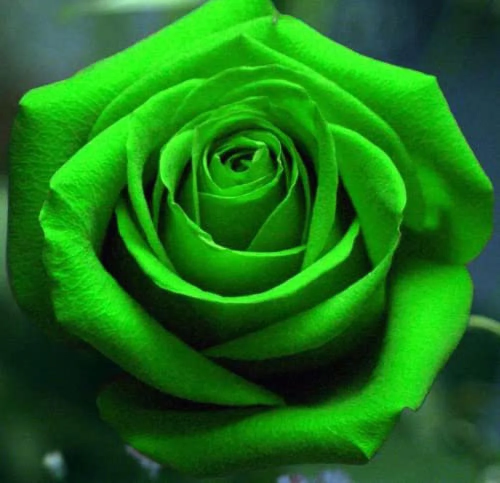 CHUXAY GARDEN Green Rose Rosa Seed 5 Seeds Perennial Bush Shrub Beauty Green Flowers Grows in Just Weeks