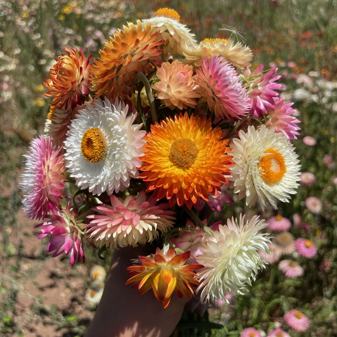 Plant Good Seed Roggli Riesen Strawflower Seeds: Full Sun Hot Weather Heirloom Grow Dried Flowers