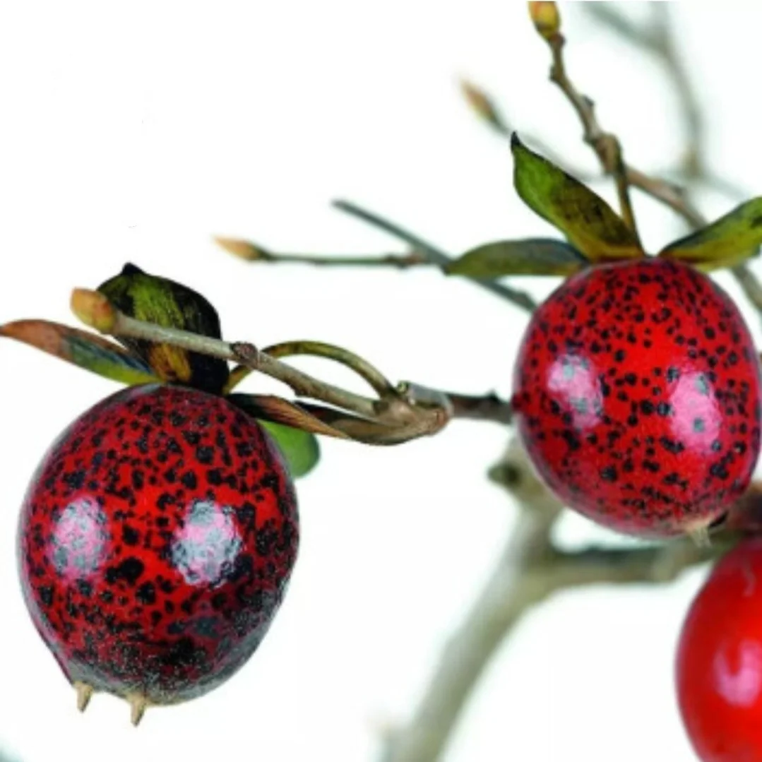 50 Seeds Diospyros cathayensis - Cathay Persimmon , Bonsai