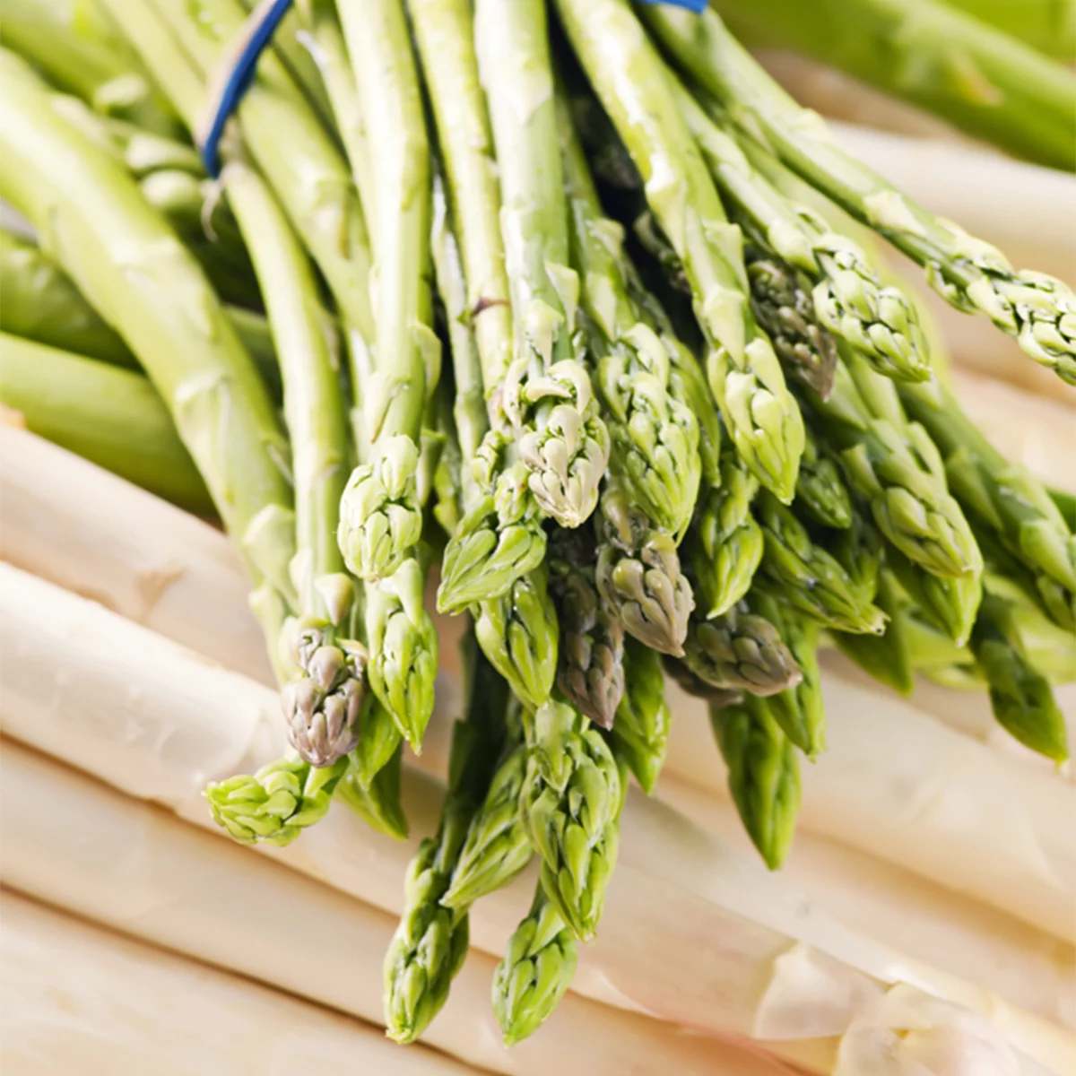 Van Zyverden Asparagus Jersey Giant Dormant Plant Bare Root Full Sun, Multi-Color