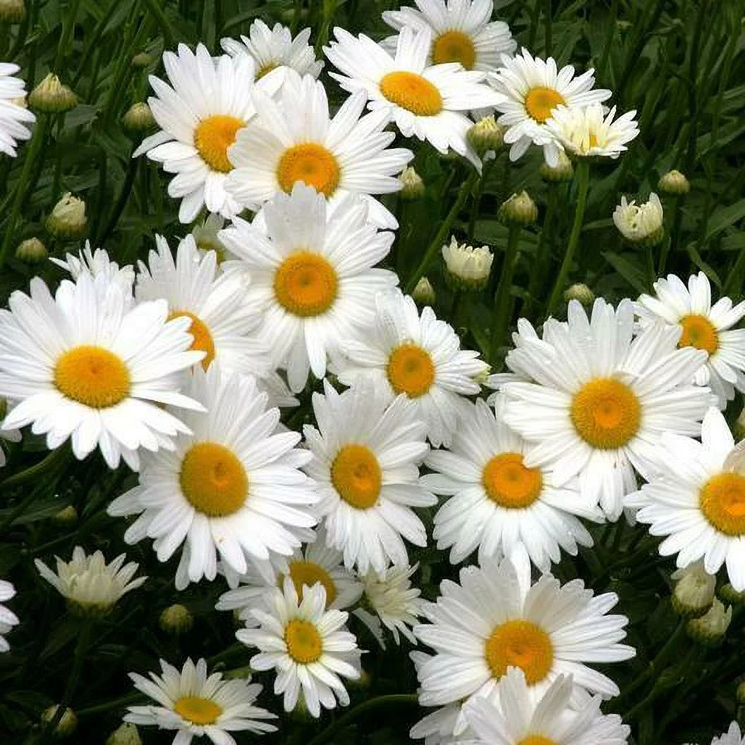 Daisy SHASTA 200 Seeds - Mother Nature's Seeds - Wildflower Seeds - Flower Seeds for Planting - Non-GMO