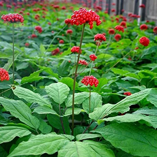 Korean Ginseng Seeds Panax Ginseng Perennial Health Benefits Garden Beds Outdoor Border 25Pcs Herb Seeds by YEGAOL Garden