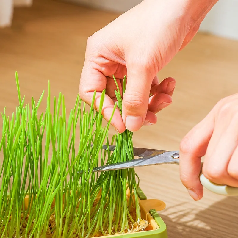 Pet Cat Grass Sprout Dish Growing Pot Hydroponic Plant Cat Snacks Germination Digestion Starter Dish Greenhouse Grow Box