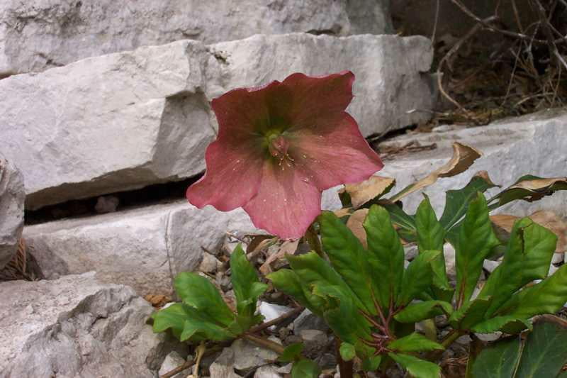 15+ CHRISTMAS ROSE, HELLEBORUS / PERENNIAL SHADE PERENNIAL WINTER FLOWER SEEDS