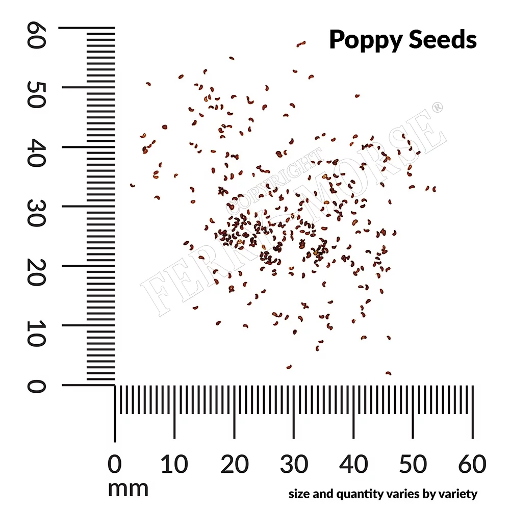 Ferry-Morse 160MG Poppy Oriental Red Perennial Perennial Flower Seeds Full Sun