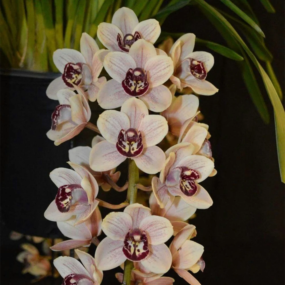 Cymbidium Bulbs plant Easy to cultivate Rare Plants Flowers bulbs Cymbidium plant bulbs Winterharte Garden flowers,Cymbidium plants