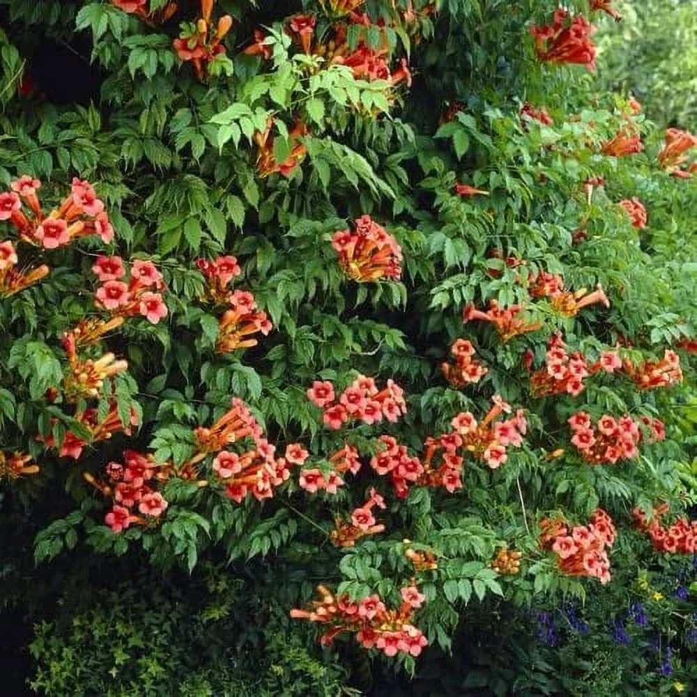 CHUXAY GARDEN Campsis Radicans Seed 20 Seeds Trumpet Vine Woody Climbing Vine Attract Butterflies and Bees Striking Landscaping Plant