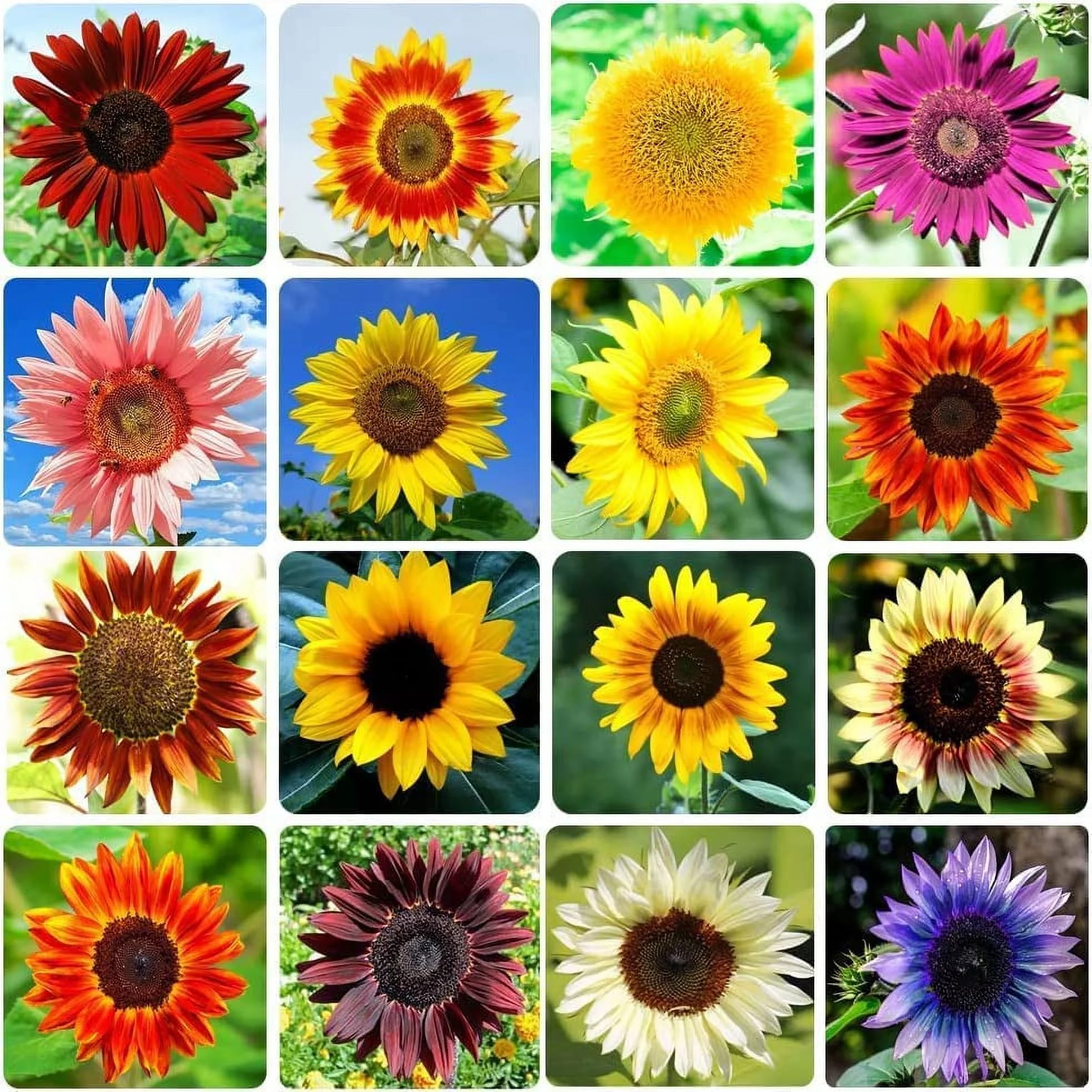 Sunflower Seeds for Planting Heirloom Non-GMO, Bulk Package of 15 Varieties Mix Seeds -Attracts Pollinators (500 Seeds)